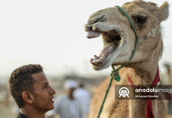 Крупнейший верблюжий рынок Египта процветает накануне праздника жертвоприношения