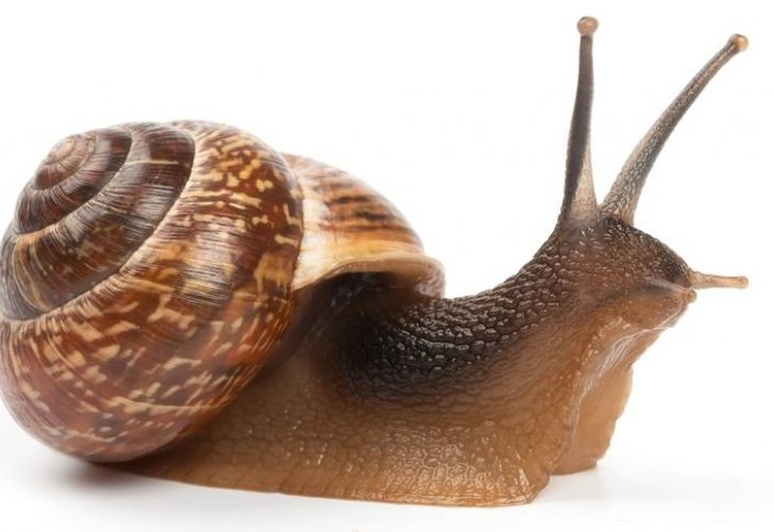 Семейная пара из Костаная открыла ферму по выращиванию улиток (фото+видео)