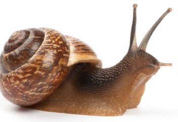 Семейная пара из Костаная открыла ферму по выращиванию улиток (фото+видео)