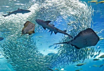 Жаһандық жылынуға байланысты жыртқыштар көбейеді