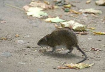 Аш егеуқұйрық 9 жастағы қызға шапты