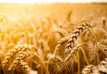 Қазақстан әлемнің 70 еліне астық жөнелтеді