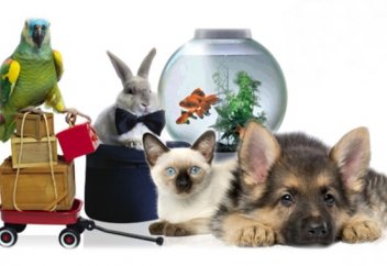 Америкалықтар 1 жылда үй жануарларына $58 млрд жұмсаған