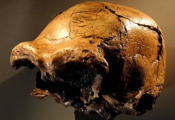 Опровергнута главная теория происхождения человека