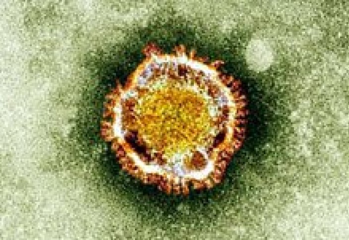 Business Insider (США): как проявляются симптомы коронавируса день за днем