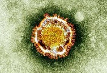 Business Insider (США): как проявляются симптомы коронавируса день за днем