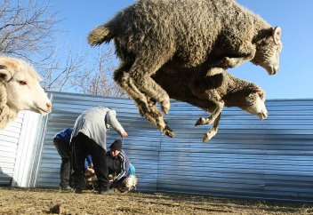 Что из мяса жертвенного животного есть нельзя?