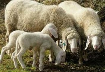 Арабтар мен парсылар қазақ қойының етіне неге "жерік"