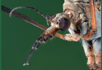 Масаларға зауал келді