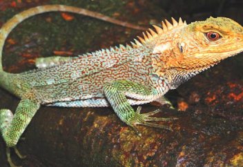 Кесірткенің тағы бір түрі белгілі болды