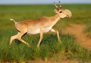 Елбасы Қазақстанға екінші атау беруді тағы бір мәрте ұсынды