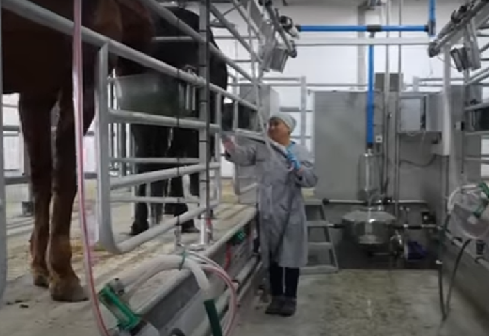 В Северо-Казахстанской области открыли первую ферму по производству сухого кобыльего молока