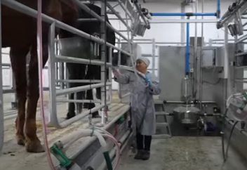 В Северо-Казахстанской области открыли первую ферму по производству сухого кобыльего молока