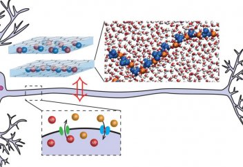 Естелікті сақтауға көмектесетін жасанды ми жасушасы жасалды