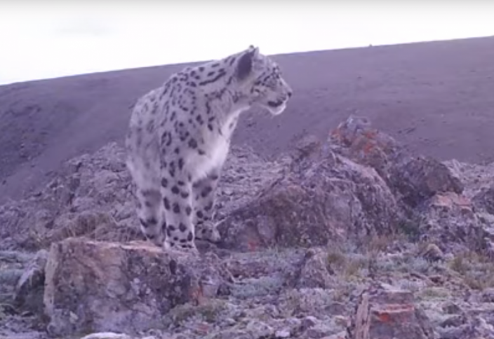 Семь видео с казахстанскими барсами, которые заставят вас волноваться за природу
