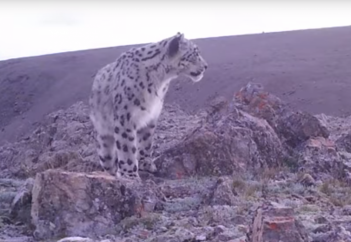 Семь видео с казахстанскими барсами, которые заставят вас волноваться за природу