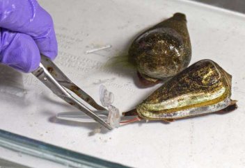 Теңіз ұлуының уы тез әсер ететін инсулин жасауға көмектеседі