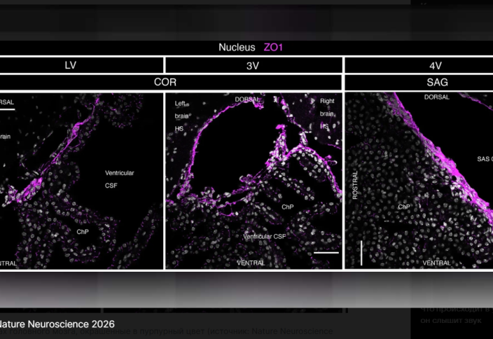 Мидан бұрын беймәлім болып келген «қарауылдаушы» жасушалар табылды