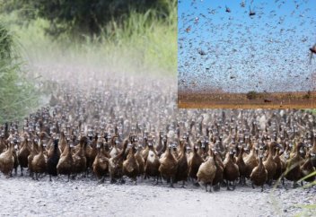 Мұсылман елі шегірткемен күресудің тың тәсілін тапты