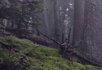 Орманға түнде орнатылған камера таңғажайып көріністерді түсіріп алды (видео)