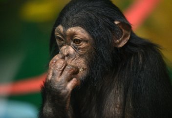 Апелациялық сот маймылға адам құқығын беруден бас тартты