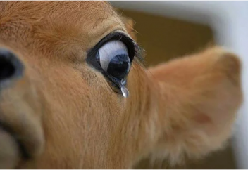 Сиырға сиынатындар елі сиыр етін экспорттаудан алға шықты