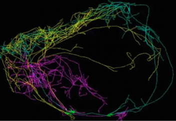«Жанды өзге денеге көшіру теориялық тұрғыдан мүмкін» - ғалымдар