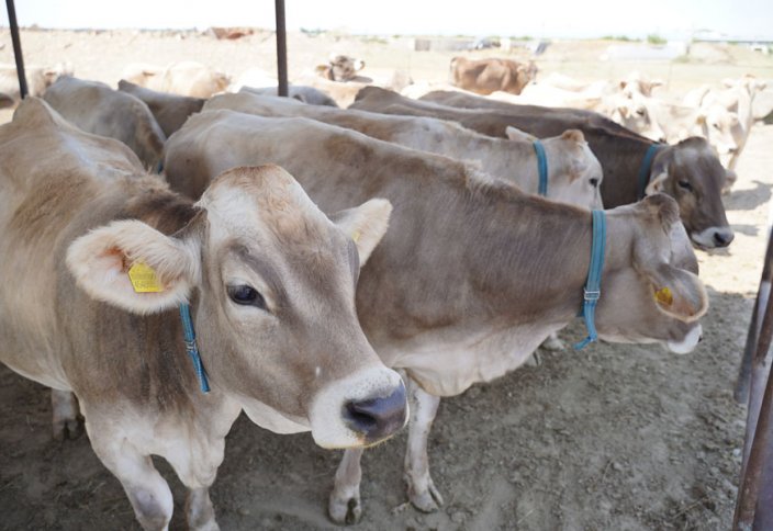 Швицкая порода коров в Казахстане: плюсы и минусы, уход за КРС и надои
