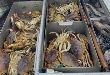 Әлемдік мұхиттың қышқылдығы артып, шаяндардың сауыты желініп жатыр