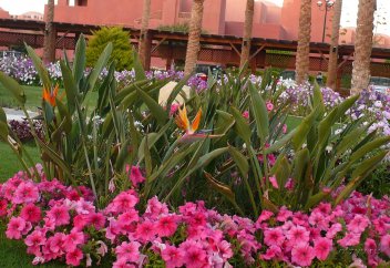 Мысырда сәндік өсімдіктер өсіруге тыйым салынады