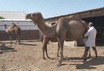 Түркістанда қымыз бен шұбат ұнтағынан косметика, cусабын, сабын жасап шығарылмақ