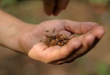 WWE диваларының жалаңаш кеуделері