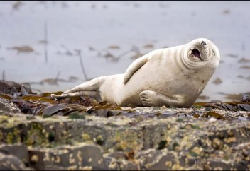 Разные на одну тему: Развитие сельского хозяйства ведет к глобальному потеплению – ученые