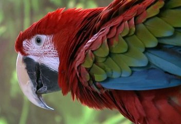 Жануарлар әлемі: Тотықұстың таңдай қақтырарлық қылықтары