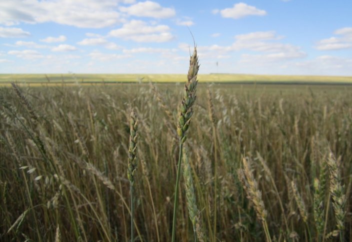 В Казахстане вывели сорт пшеницы, устойчивый к опасным болезням