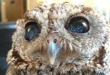 Америкалық ғалымдар жанары алабөтен жапалықты құтқарды