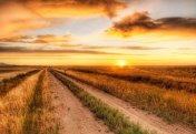 Зерттеу: 2050 жылға қарай әлемдегі  егістік алқаптарының 84%-на су жетіспейтін болады