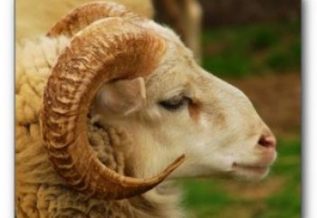 Правда ли, что представительницам слабого пола  (девушкам, женщинам) нельзя совершать Курбан?