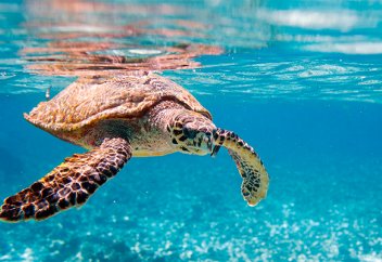 Жануарлар әлемі: Қараңғыда сәуле шашатын тасбақа түрі табылды (видео)