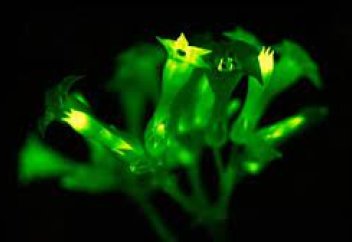 Қараңғыда табиғи жолмен (электрсіз) жарқырайтын үй өсімдігі пайда болды (видео)