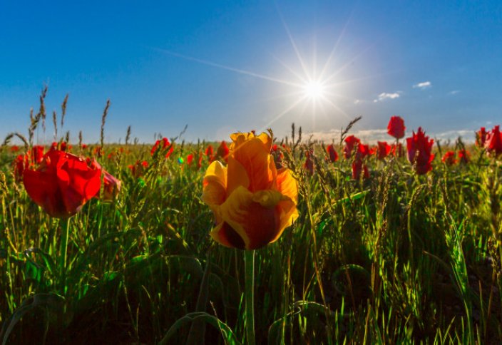 В Казахстане 35 видов диких тюльпанов. Где полюбоваться их цветением