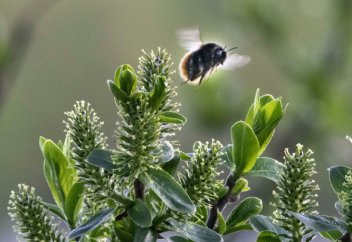 Жаһандық жылыну жабайы араларға да қауіп төндіріп тұр