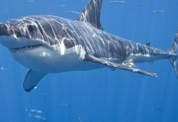 Большие белые акулы потеряли статус главных морских хищников. Что произойдет если не будет акул
