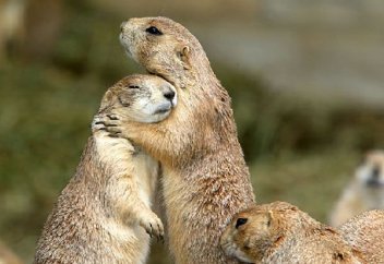 Суыр жайлы мәліметтер