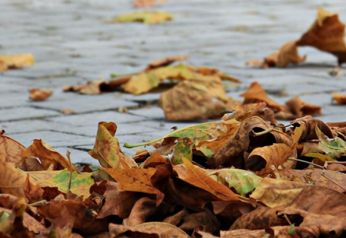 Осенняя электроника: опавшие листья превратят в органические конденсаторы (фото)