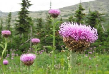 Өсiмдiк ресурстарын коммерциялық мақсатта пайдаланғандар ақы төлейді