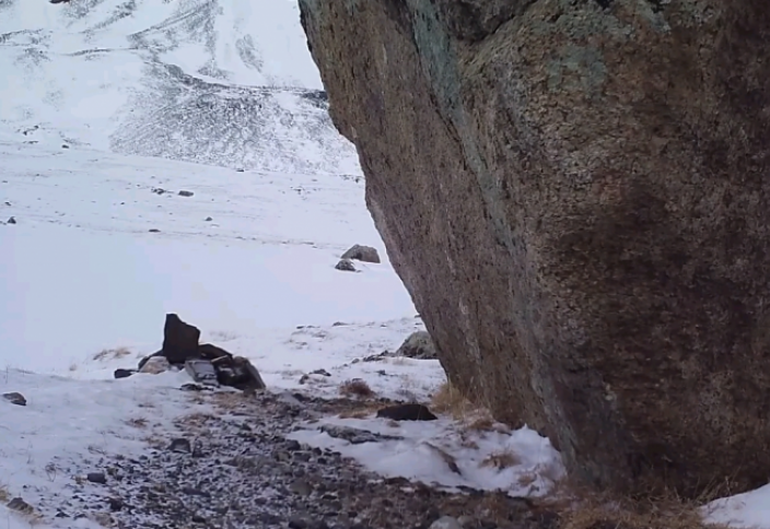 Снежный барс попал на скрытую камеру в горах Алтая (видео)
