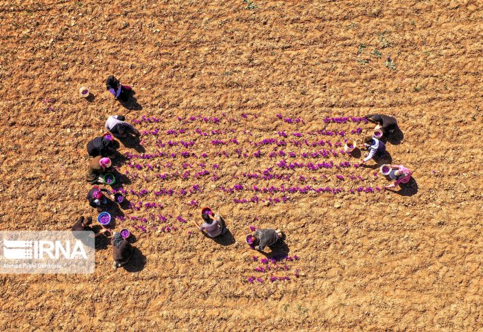 Сбор «красного золота» с полей в Чахармахале и Бахтиари (фото)