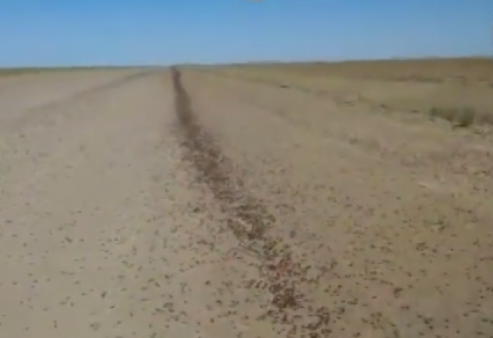Миллионы мигрирующих жуков сняли на видео в ЗКО (видео)