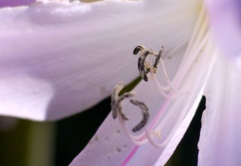 Жүре алатын әрі ұша алатын трансформер робот жасалды (видео)